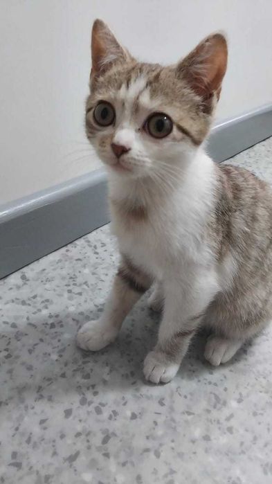 Котёнок (девочка)