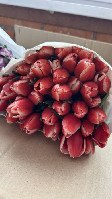 Тюлпань на 8 март