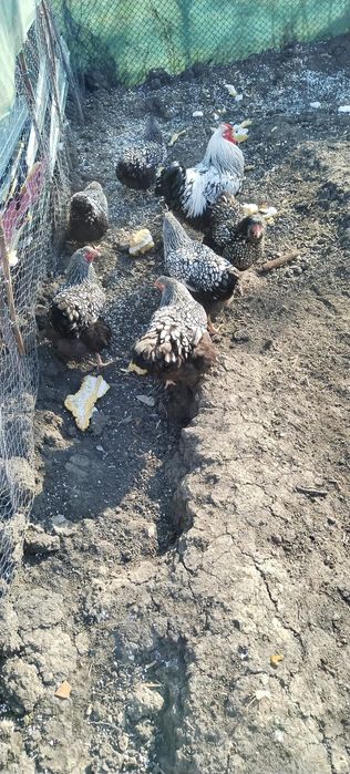 Wyandotte familie 6+1