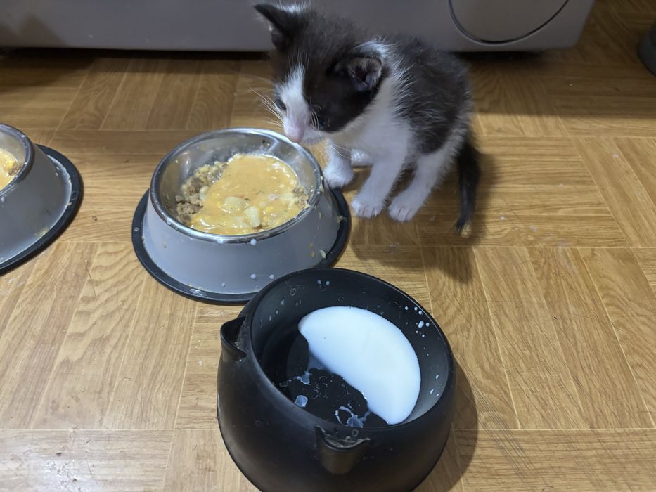 Котята мальчики 1 месяц и неделя.