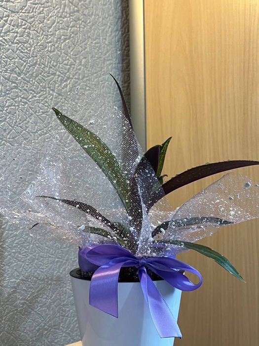 Цветы для дома, офиса и в подарок