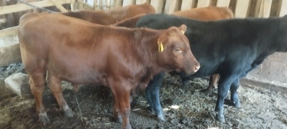 Vând tăurași angus