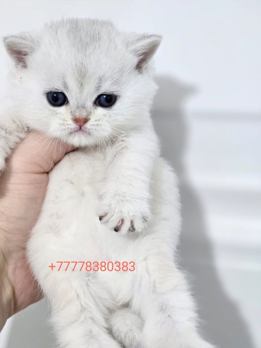 Бриташки ОчаРоваШки шинШиллы серебро