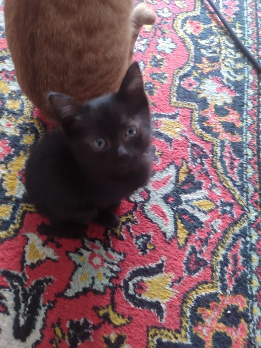 Отдам в хорошие руки