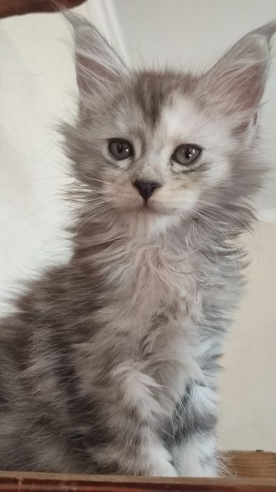 Мейн-кун  Полидакт и Классик