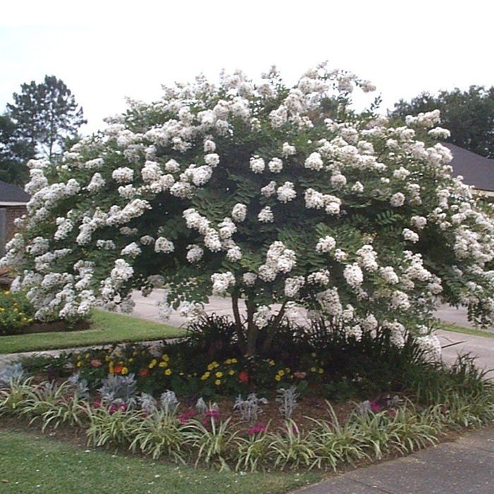 Liliac Indian diferite culori și mărimi