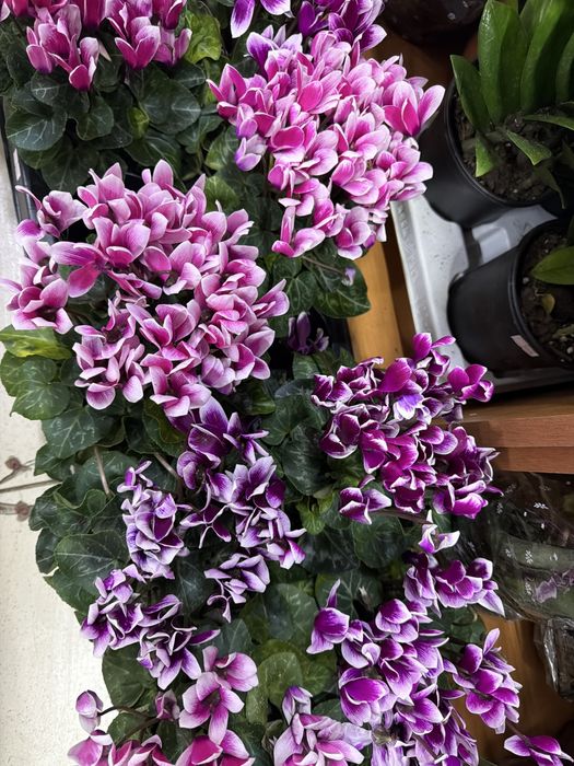 Цветы на 8 марта