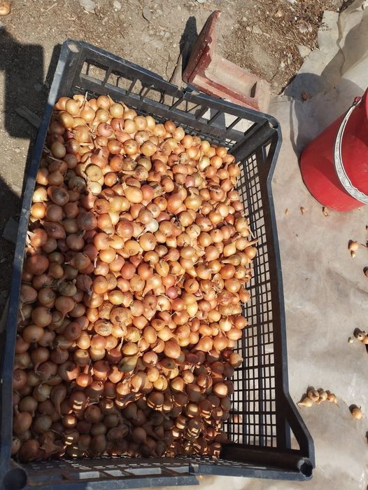 Vând arpagic românesc și stufat de arpagic