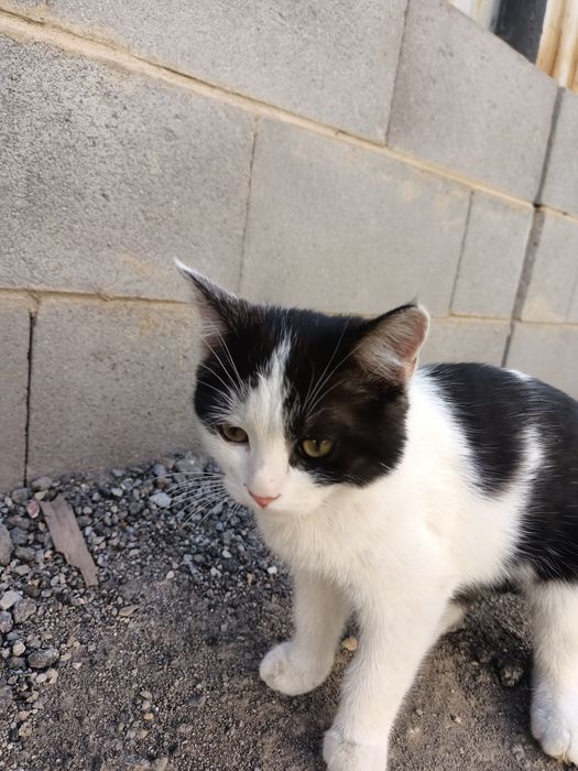 Кошка в хорошие руки самец