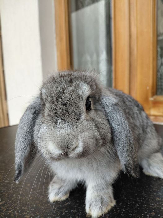 Французский карлик баран 7 ойлик