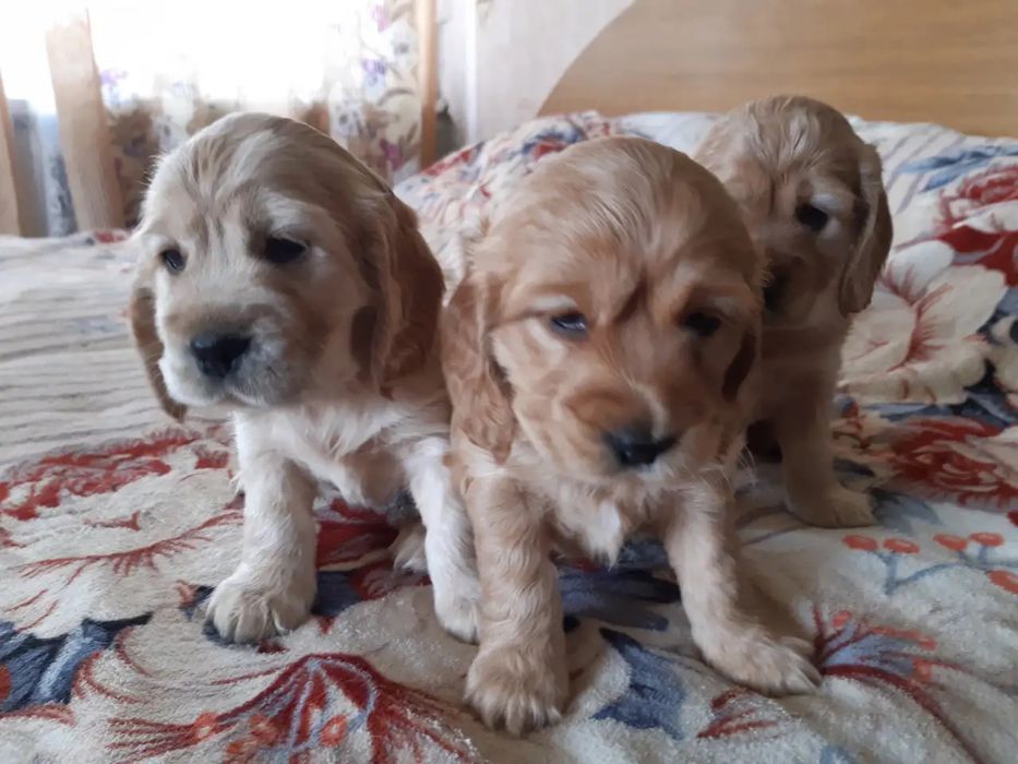 Шикарные щенки английского кокер спаниеля
