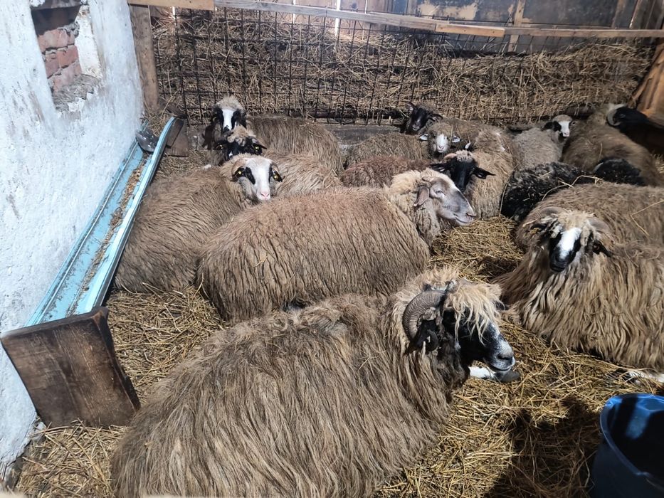 Oi si miei de vanzare