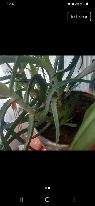 Aloe Vera arborescens