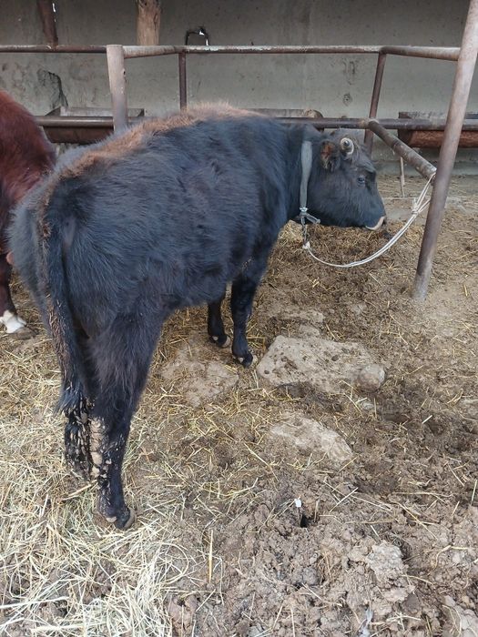 Букача сотилади 10 ойлик соглом