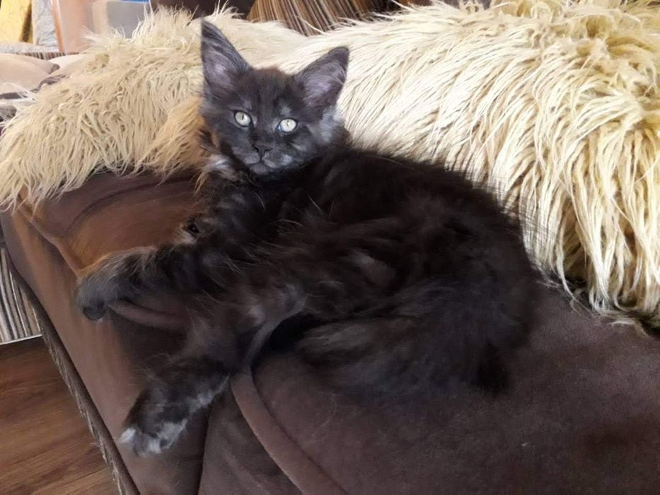 Котята мейнкун продаю