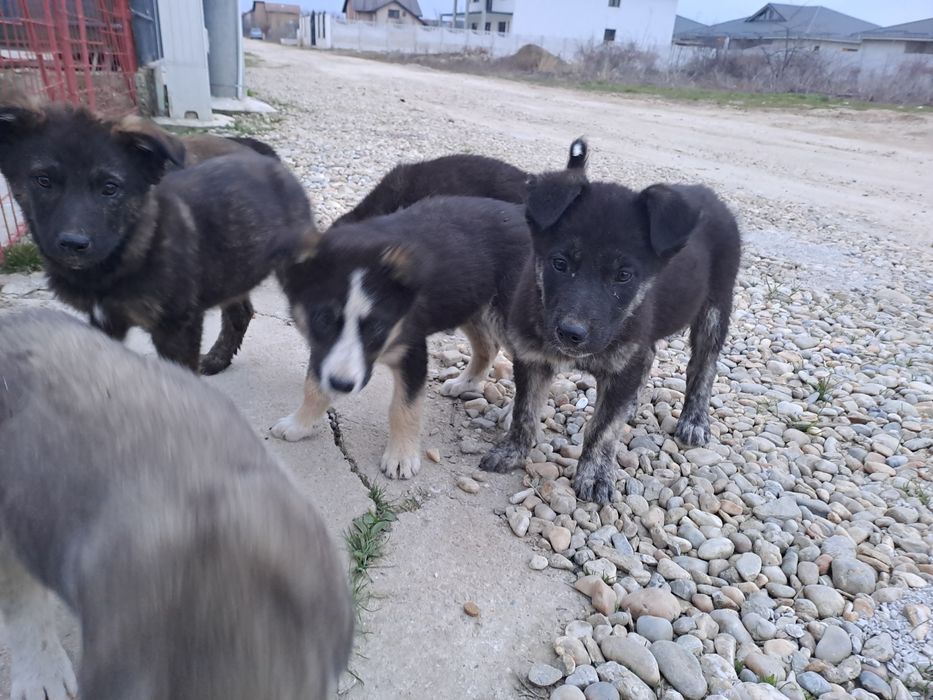 Donez adoptie pui caine Catei catelusi Metis, talie medie