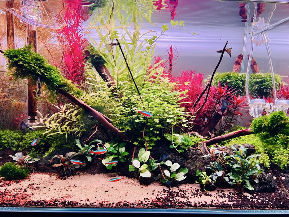 Plante acvariu pachet