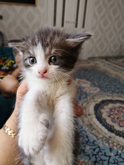 Отдам котёнка мальчика бесплатно