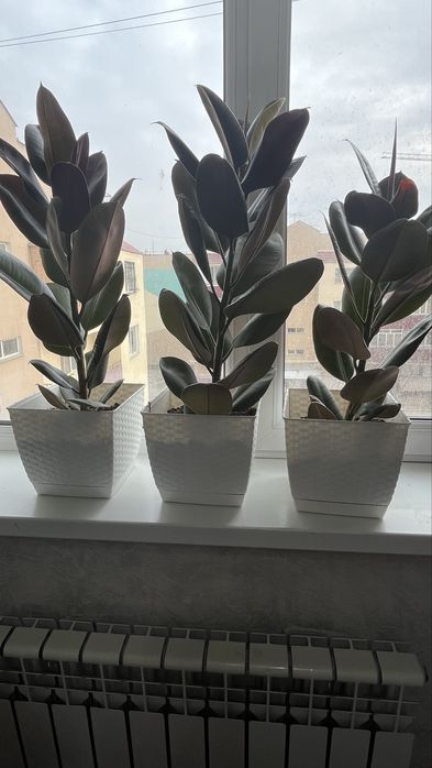 Срочно продам комнатных растении