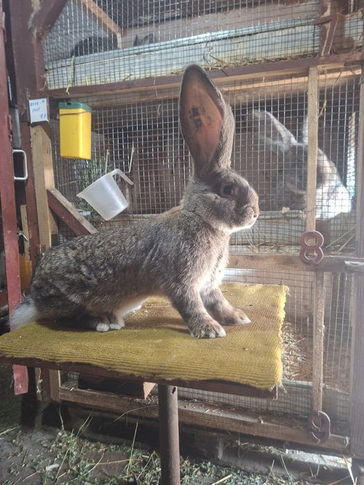 Mascul  uriaș german