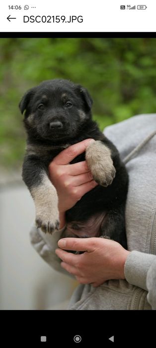 Щенки с документами