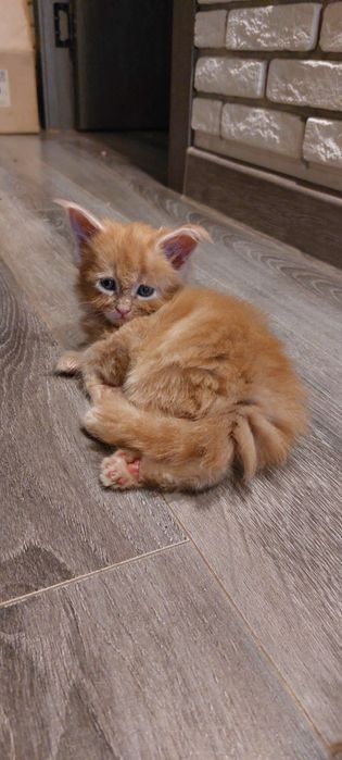 Котята Мейн Куны