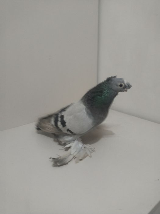 Голубы двухшубые