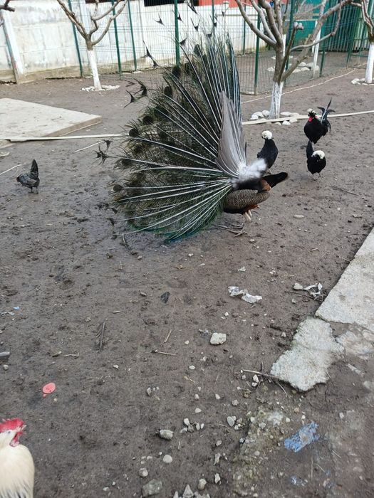 Vand ouă de paun 40 lei buc. trimit în tara ori unde