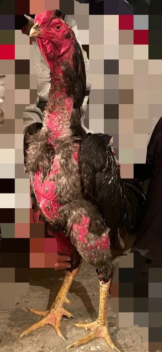 Дакан ТУХУМИ сотилади тонка тож