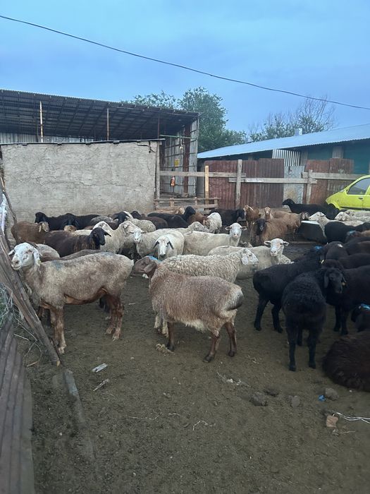 Қой сатылады. Продам баран семіз