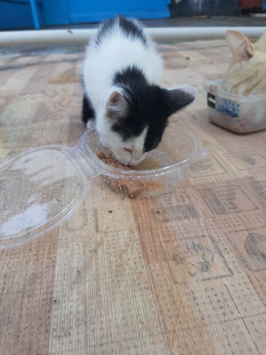 Отдам котенка бесплатно