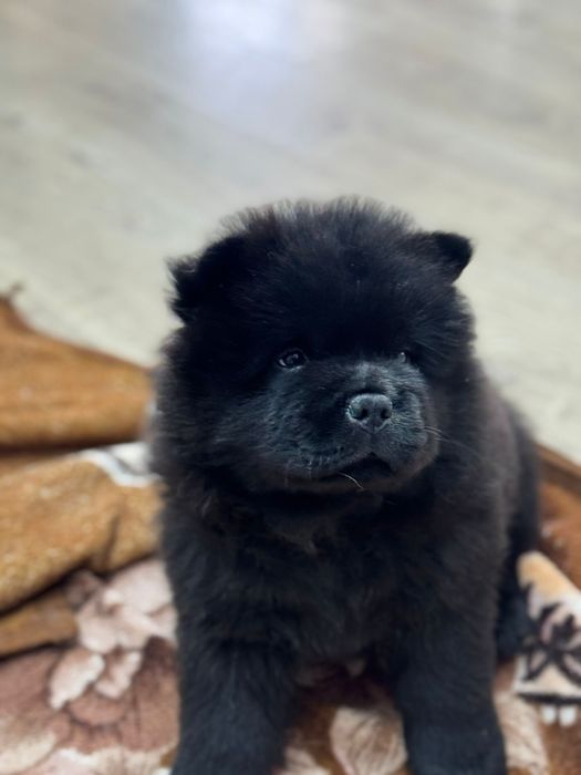 Милые мишки ЧАУ-ЧАУ