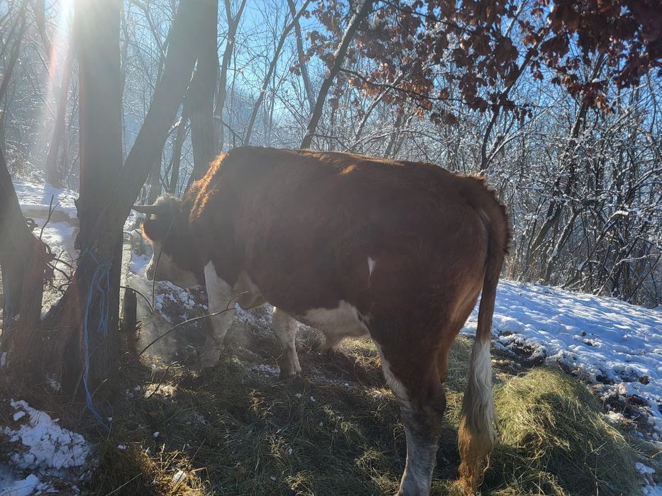 Vand taur baltat de 2 ani