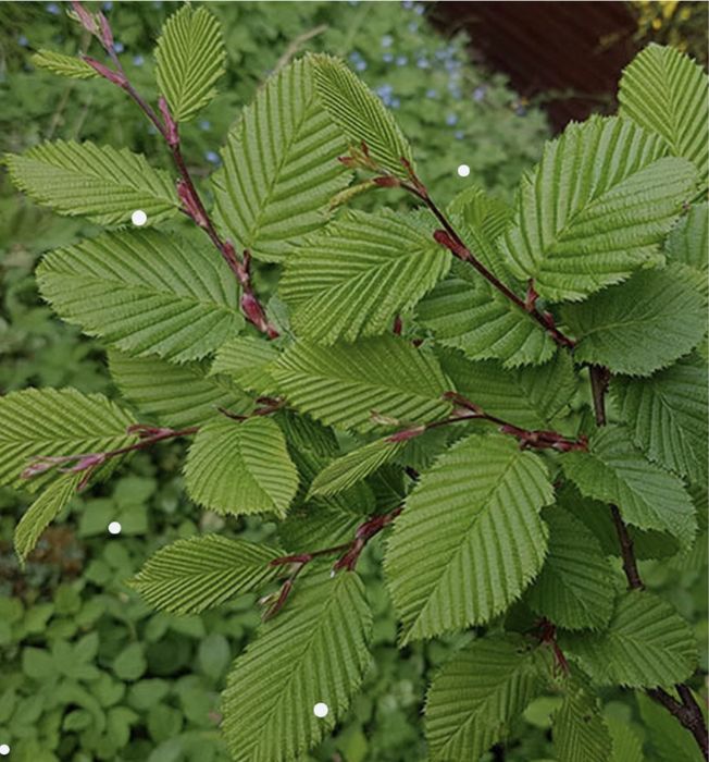 Gard Viu Ligustrum / Lemn Cainesc / Carpen