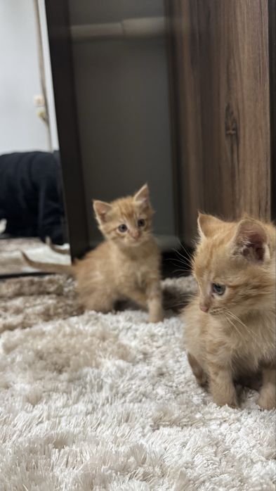 Tozo qon sarzi tel qlinglar tekin