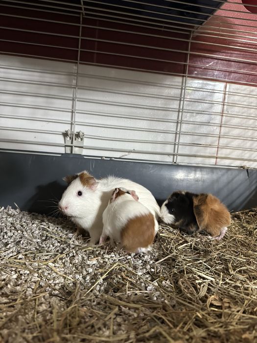 Porcusori de Guineea