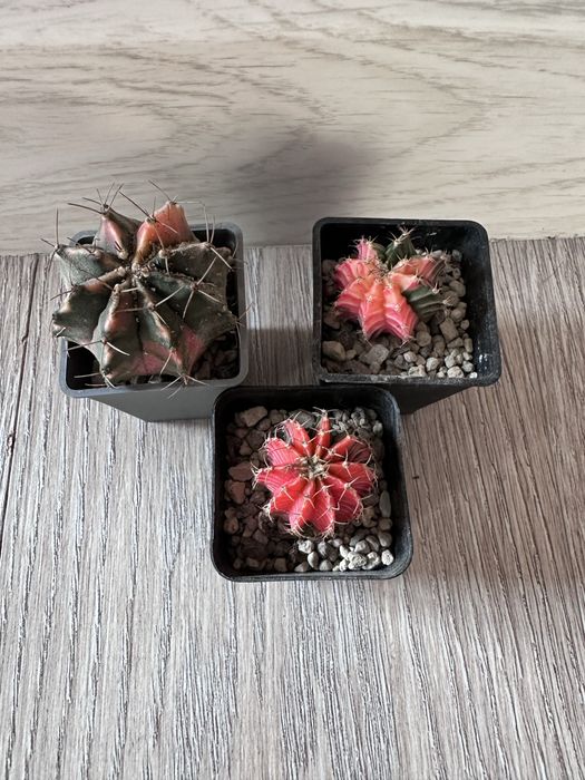 Комнатные цветы.