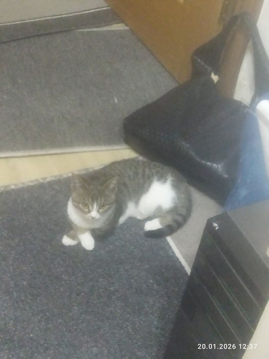 Отдам кошек только на добрые руки