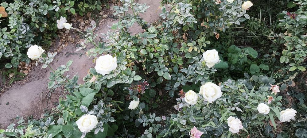 Gul koʻchatlar sotiladi