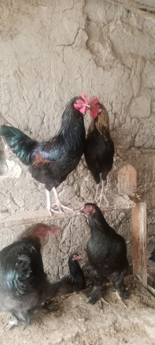 Хурозлар сотилади