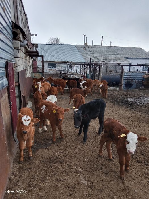 Продам телят подсосных