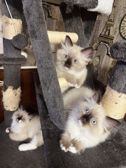 Котенца порода Рагдол