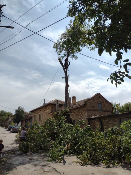 Рязане и премахване на дървета