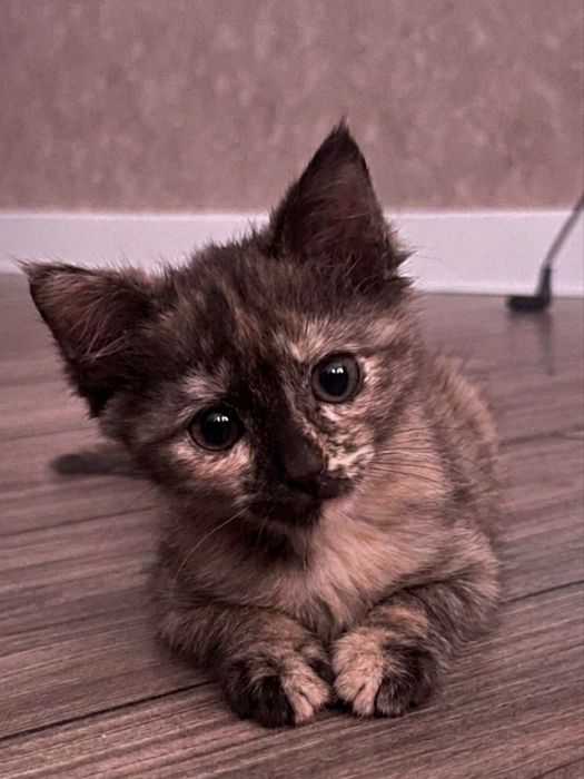 Отдаем котенка, трехцветную