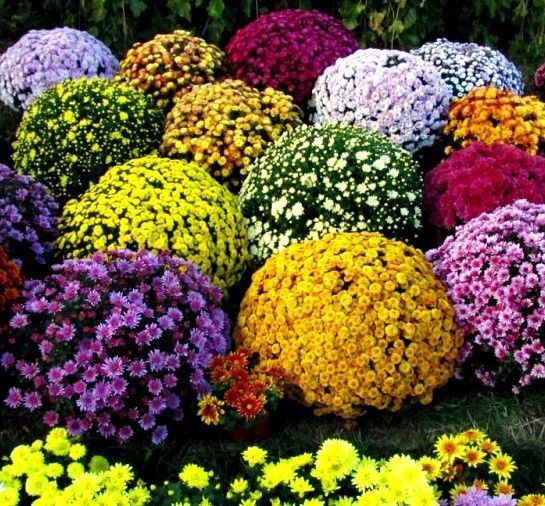 Продам  хризантемы мультифлора