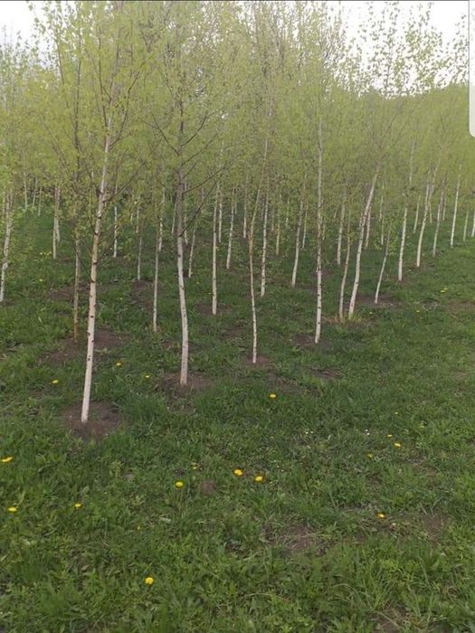 Piatră naturală de munte