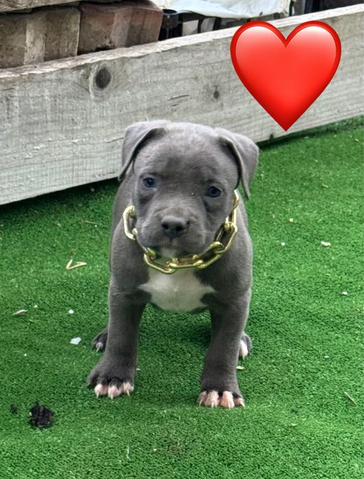Amstaff blue.