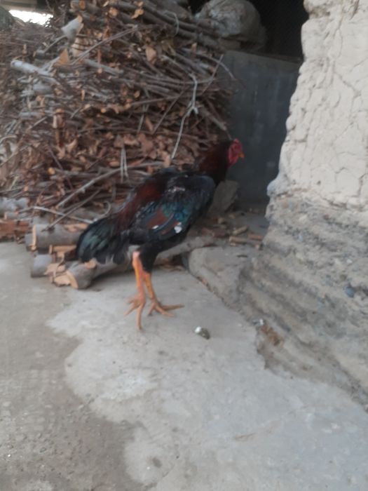 Boboqi joja sotiladi