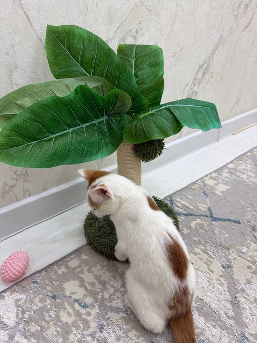 Котенок 2 месяца