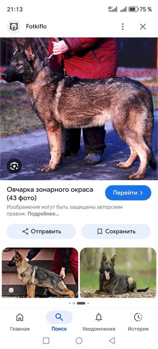 Evropiskiy ovcharka erkak zonarniy okras